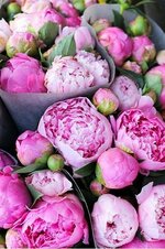 peony-1.jpg