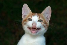 depositphotos_25457177-stock-photo-smiling-cat.jpg