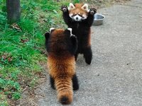 Стой, красные панды идут.jpg