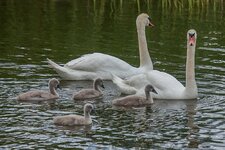 Swans_with_chicks_IMG_0056_01.jpg