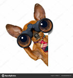 depositphotos_156006812-stock-photo-watching-dog-with-binoculars.jpg