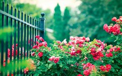 Red-rose-flowers-iron-fence_1920x1200.jpg