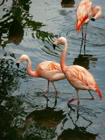 bird-animal-wildlife-reflection-beak-pink-fauna-flamingo-vertebrate-water-bird-1058228.jpg