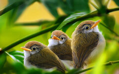 wallpapers-birds-4.jpg