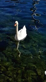 water-nature-bird-wing-lake-animal-wildlife-reflection-fauna-clear-water-swan-vertebrate-beaut...jpg