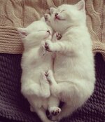 57248a707950db0c9478115939f9d83a--white-kittens-sweets.jpg