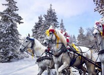 depositphotos_144270877-stock-photo-russian-winter-three-horses.jpg