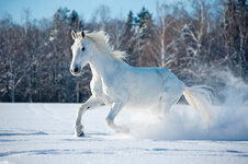 Horses_Winter_White_Snow_466698.jpg