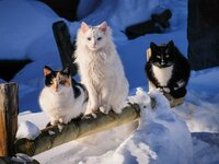 Animals___Cats_Three_cat_on_a_wooden_fence_095819_29 (1).jpg