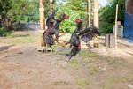 depositphotos_89747284-stock-photo-the-fighting-chickens.jpg