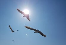 sea-bird-wing-sky-sun-animal-pelican-seabird-fly-seagull-gull-flight-sunny-vertebrate-charadri...jpg