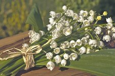 lily-of-the-valley-4175855_960_720.jpg