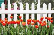 red-tulip-in-front-of-the-white-fences-photo.jpg