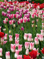 tulips-tulip-bright-many-31167.jpg