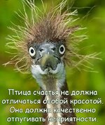 ptica-schastya.jpg