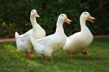 funny-quacking-ducks-farm_119570-478.jpg