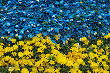 5268309-yellow-and-blue-flowers.jpg