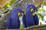 Birds_Parrots_Hyacinth_macaw_Blue_Two_528102_4928x3280.jpg
