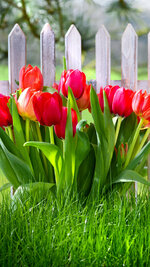 Tulips_Fence_Grass_Red_520277_1080x1920.jpg