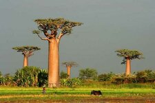 pro-baobab-1.jpg