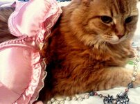 1275310564_1275251268_cat-in-bra-13.jpg