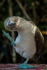 850f66f9b80a720356b0ca4c5019416a--haunting-photos-blue-footed-booby.jpg