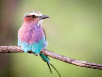 Birds_Coracias_caudata_456506.jpg