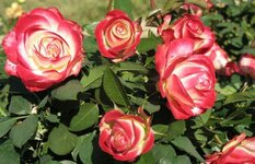 roza-princ-monako-floribunda-s-gradientnoj-okraskoj-lepestkov-9b1cece.jpg