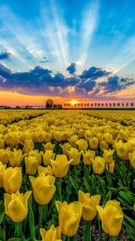 Yellow-tulips-field-trees-blue-sky-clouds-sunset_iphone_750x1334.jpg