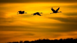 Three-birds-flight-in-sky-silhouette-sunset_3840x2160.jpg