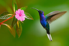 kolibri.jpg
