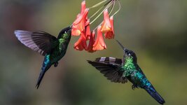 Hummingbird-two-birds-flight-wings-flowers_2560x1440.jpg