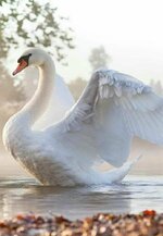 Лебеди-красивые-картинки-и-фото-1.jpg
