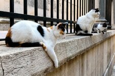 three-white-cats-black-orange-spots-sitting-stone-fence-next-to-metal-railing-old-town-dubrovn...jpg