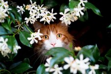 poisonous-flowers-for-cats-main-2.jpg