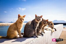 isola-dei-gatti-viaggiare-vacanza-alternativa-visitare-mare-1024x683.jpg