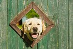 40859982-curious-dog-is-looking-from-window-in-wooden-fence.jpg