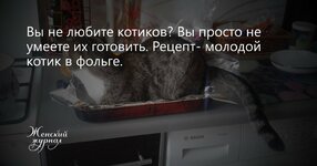 Вы не любите кошек вы просто не умеете их готовить картинка