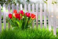 Tulips_Fence_Grass_Red_520277_5616x3744.jpg