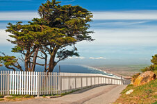 ocean_tree_beach_fence_pacific_path_cyprus_pointreyes-762292.jpeg.jpg