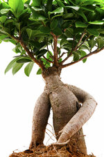 ficus-ginseng-fabrizio-troiani (1).jpg