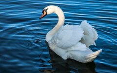 2018Animals___Birds_White_beautiful_swan_swims_in_the_water_128476_18.jpg