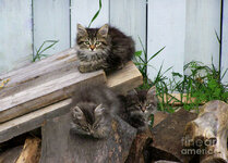 three-little-tabby-cats-relaxing-outside-celine-bisson.jpg