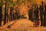Autumn_Parks_Avenue_473081.jpg