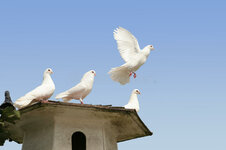 white-dove-flying-away-16757758.jpg