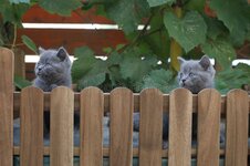 cute-kitten-climbing-wooden-fence-portrait-british-shorthair-watching-over-backyard-143179007.jpg
