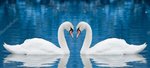 depositphotos_13596453-stock-photo-couple-of-swans.jpg