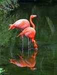 depositphotos_10051589-stock-photo-two-pink-flamingos-are-searching.jpg