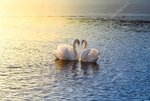 depositphotos_65121421-stock-photo-two-swans-forming-a-heart.jpg
