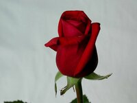 Rose_flower.jpg